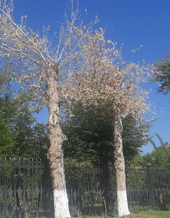 В Ташкенте срубили деревья прямо около Олий Мажлиса