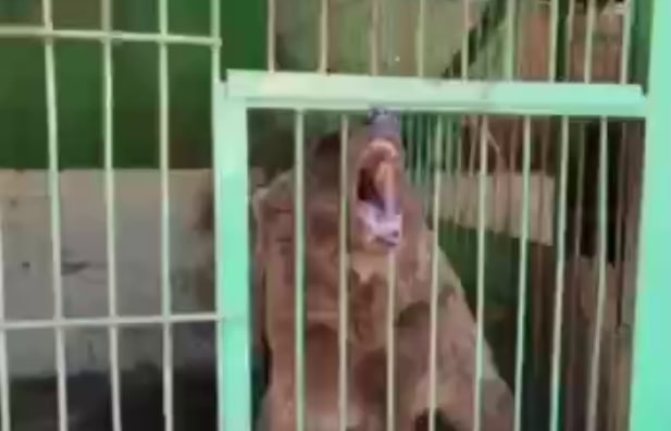 «Помогите закрыть этот ад»: Зоозащитников попросили закрыть частный зоопарк в Нукусе