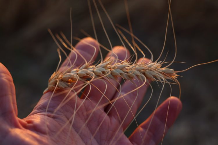 В Узбекистан завезли тысячи тонн высокоурожайных сортов пшеницы