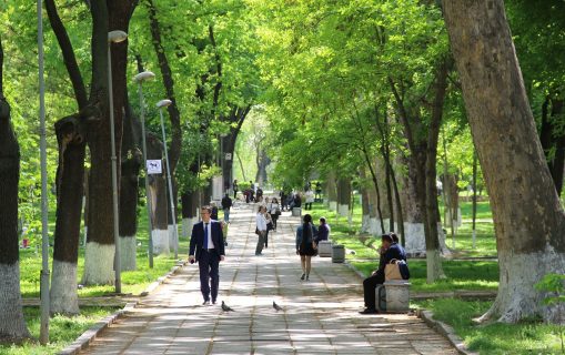 Ташкент станет в разы зеленее