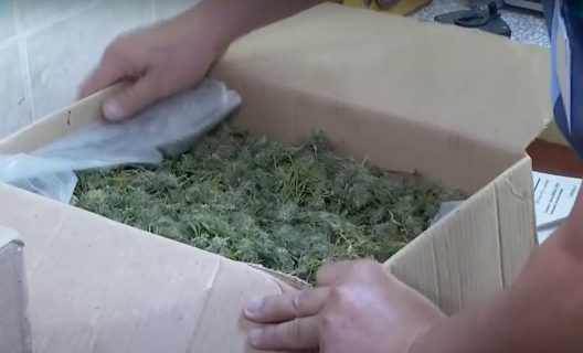 В Ташкенте в доме мужчины нашли 2,5 кг марихуаны, упакованные для продажи