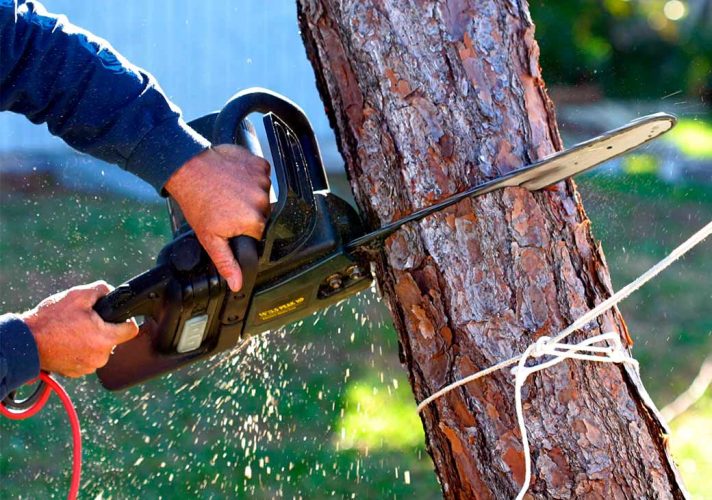 В Ташкенте начальник районного отдела благоустройства приказал срубить деревья