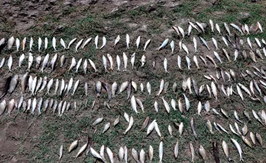 В Навоиазот отрицают свою причастность к массовой гибели рыб в реке Зарафшан