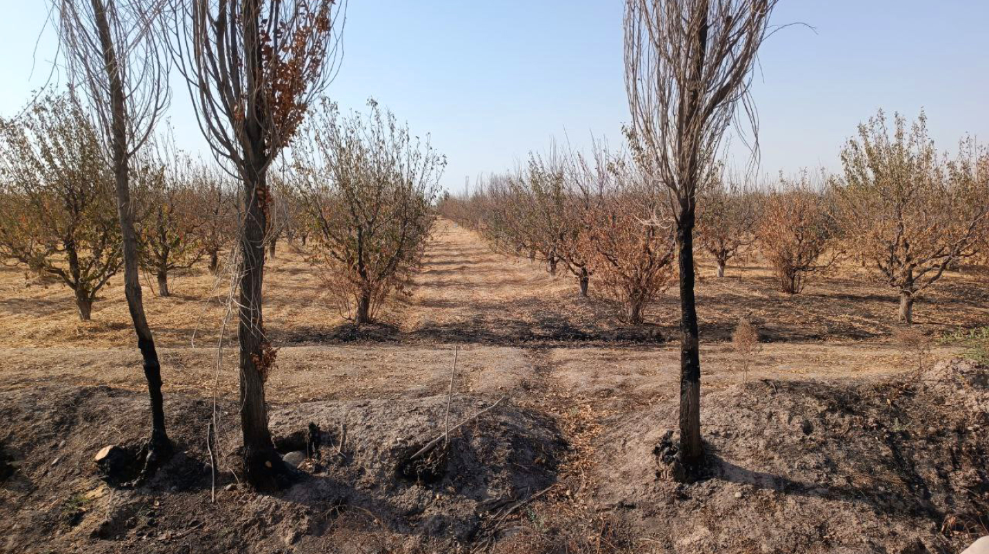 В Ташкенте неизвестные пожгли полтысячи деревьев напротив парка «Новый Узбекистан»