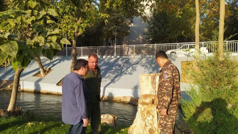 В Ташкенте у парка Гафура Гуляма срубили многолетнее дерево