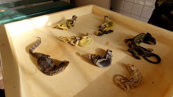 В столичном зоопарке погибли хамелеоны и детеныш крокодила
