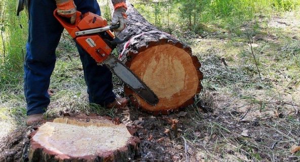 В Управлении экологии запутались в количестве вырубленных деревьев