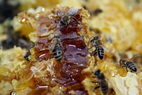 В Намангане пройдет фестиваль мёда