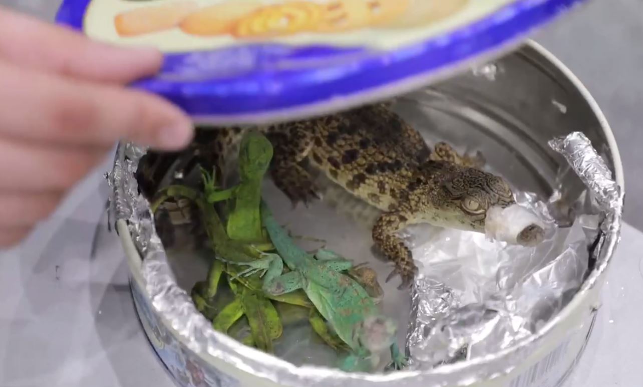 В Ташкент пытались ввезти экзотических рептилий под видом печенья