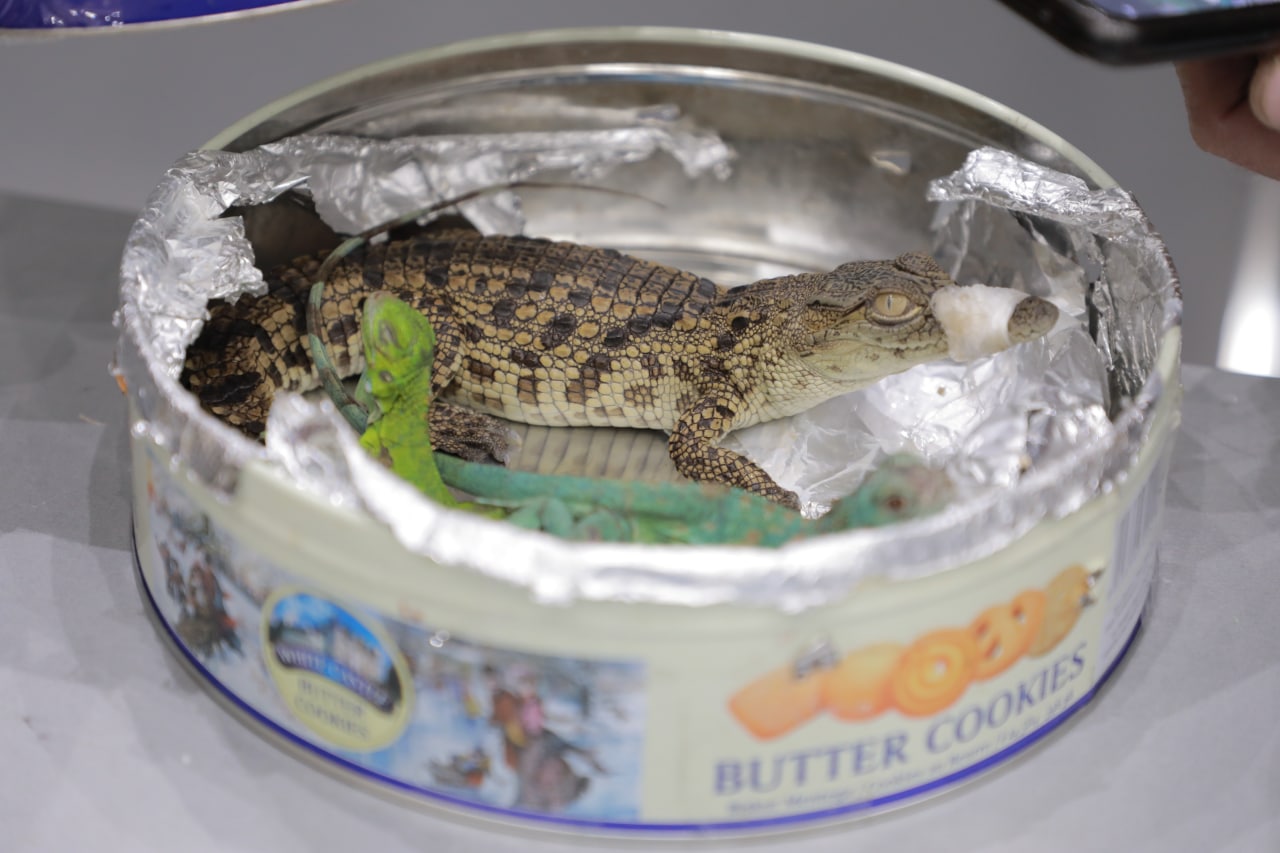 В Ташкент пытались ввезти экзотических рептилий под видом печенья