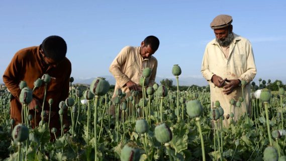 В Афганистане увеличились объемы выращивания опиума