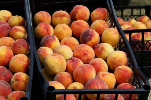 В Узбекистане увеличился экспорт персиков