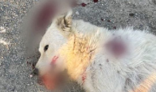 В Навои наказали сотрудника отлова за убийство собаки