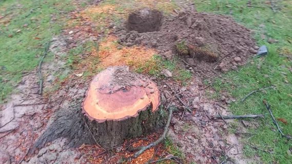 В Джизакской области незаконно срубили 26 деревьев