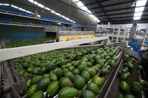 Узбекистанцы стали есть авокадо почти в два раза больше