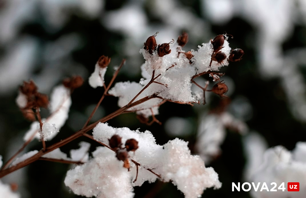 Мороз и снег: Коротко о погоде на 8 декабря