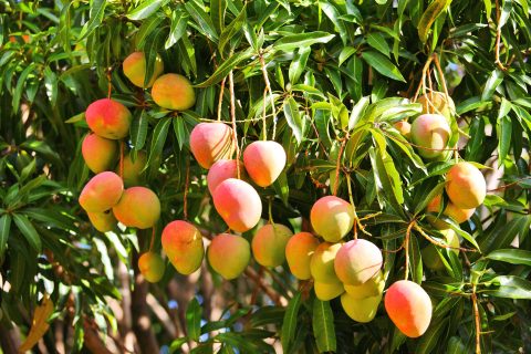 Узбекистанцы стали есть манго почти в два раза меньше