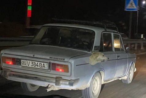 В Сырдарье мужчина якобы прикрепил к своей машине голову мертвой собаки