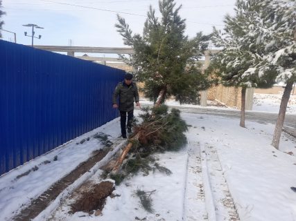 В Кашкадарье незаконно срубили деревья ценных пород