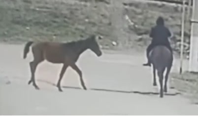 В Ташкенте мужчины угнали лошадь и жеребенка