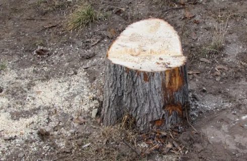 В Ташобласти незаконно срубили деревья