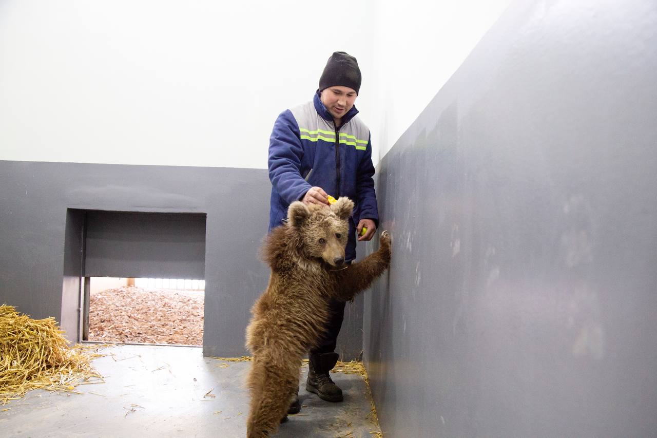 В Ташкент привезли краснокнижного медвежонка, найденного в Сурхандарье