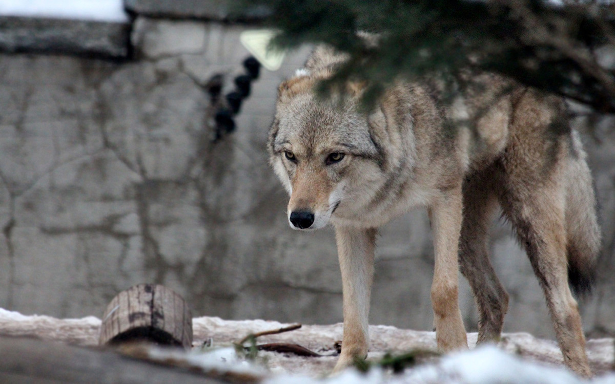 В Самаркандской области волки забрели в жилые районы