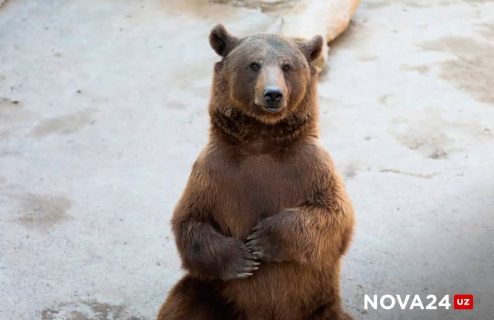 В Андижане медведь убил работника зоопарка