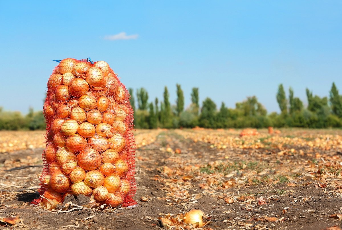 В Узбекистан цены на лук пробили новый «потолок»