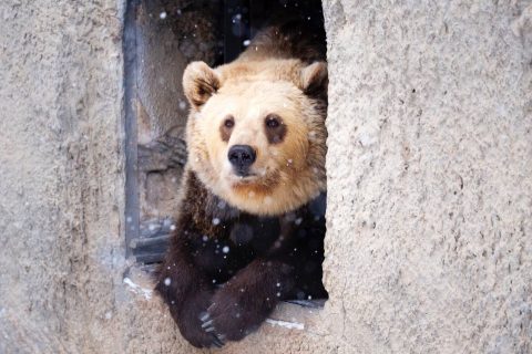 В Ташкенте снова заработал зоопарк