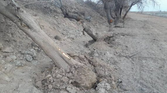 В Кашкадарье иностранная компания незаконно вырубила 560 деревьев