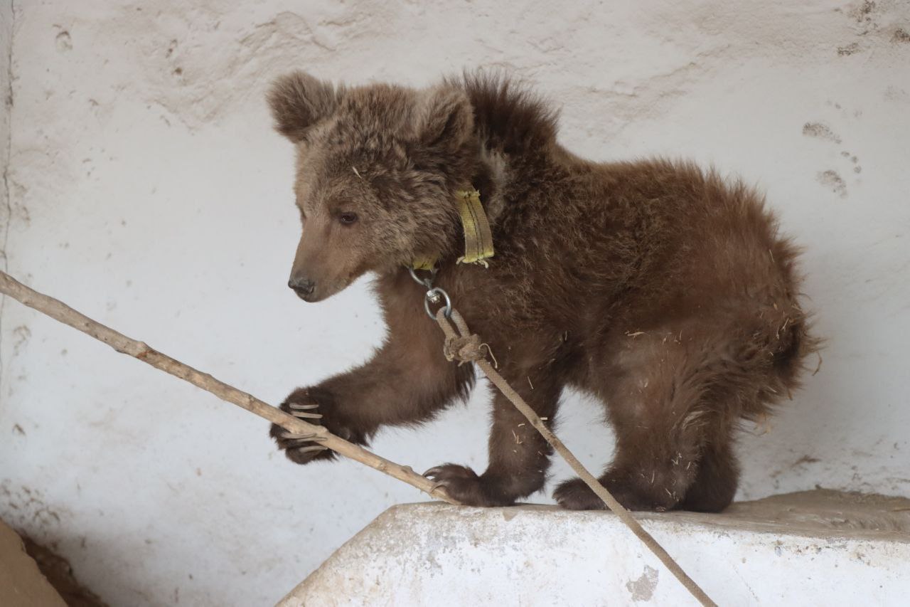 В Сурхандарье нашли заблудившегося краснокнижного бурого медвежонка