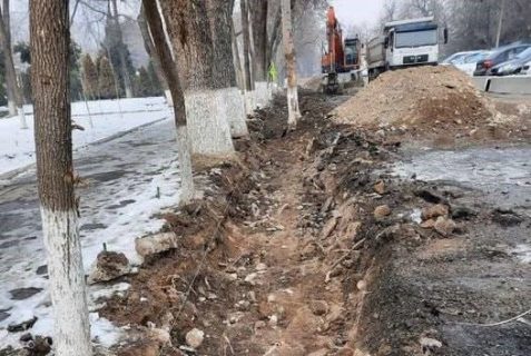 В Ташкенте снова расковыряли корни деревьев при раскопке дороги