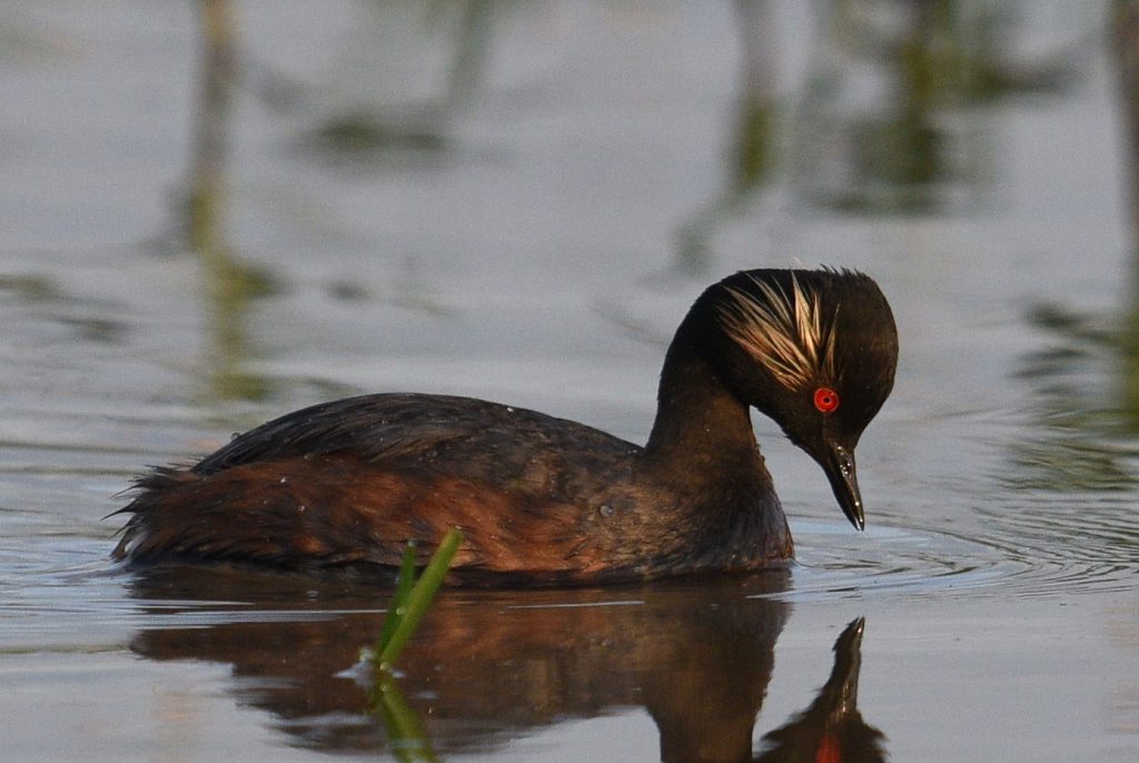 Не убил и не съел: Житель Самарканда обнаружил необычную птицу