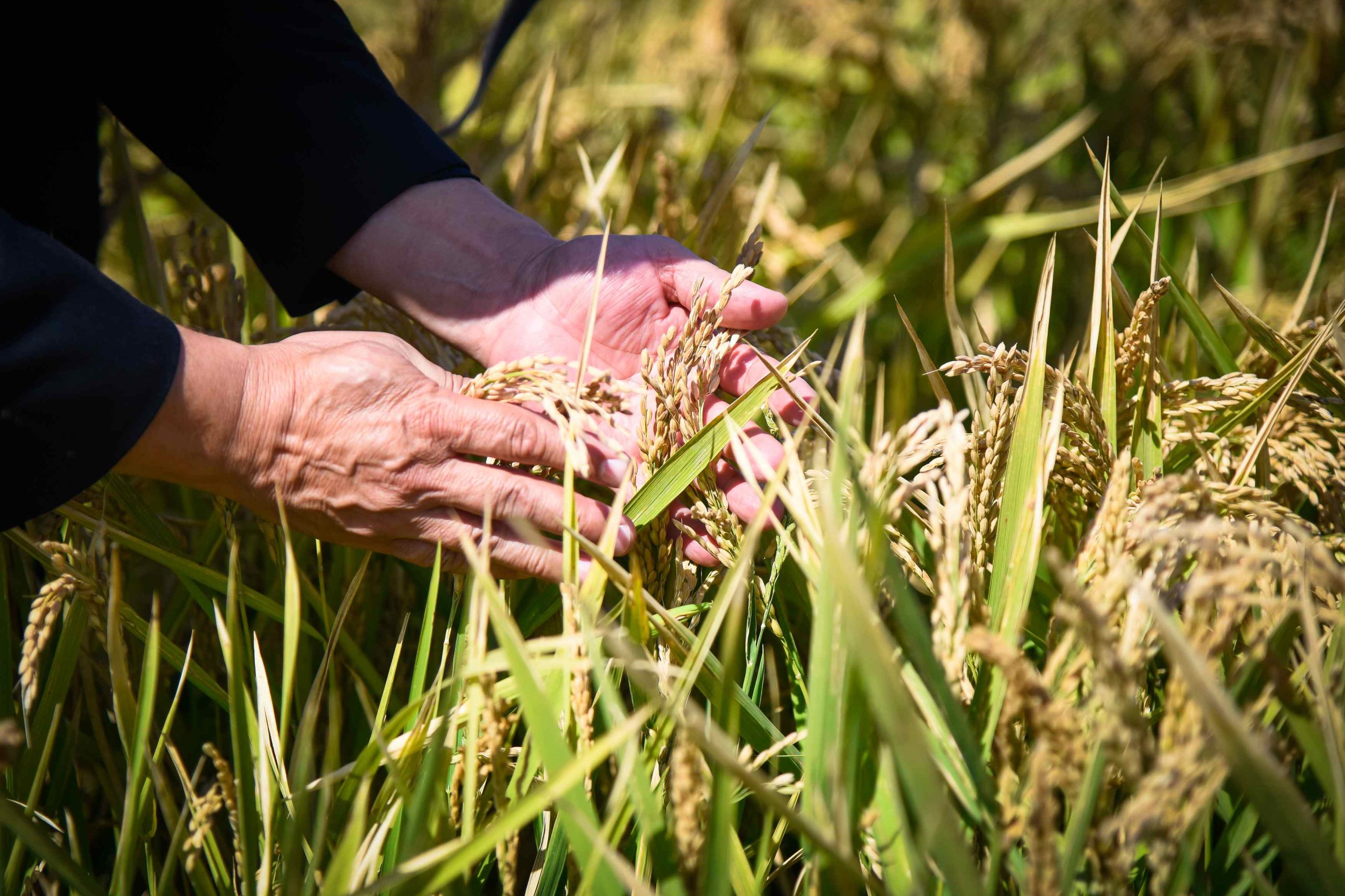 Узбекистан и Вьетнам хотят выводить новые устойчивые сорта риса