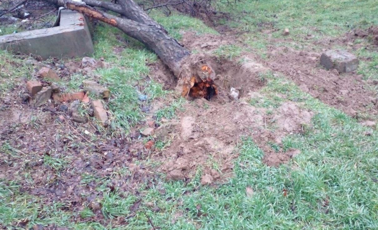 В Ташкенте бизнесмен срубил несколько десятков деревьев