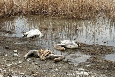 На Тузкане нашли 15 мертвых краснокнижных пеликанов