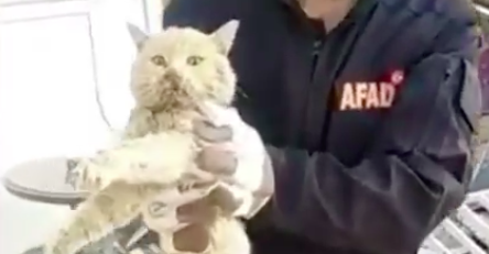 В Турции спустя 21 день после землетрясения нашли кошку