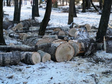 В Ташкенте неизвестные спилили дерево с корнями