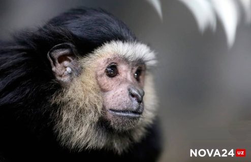 Глава ВОЗ предложил отменить пандемию оспы обезьян