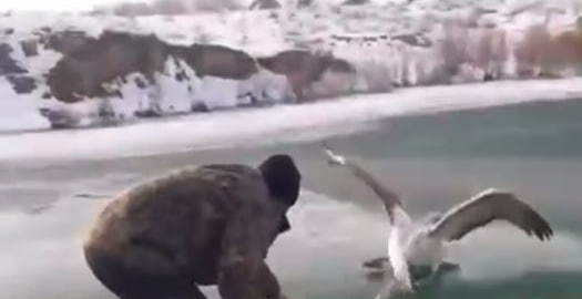Мужчина заарканил пеликана и отрезал ему голову — видео