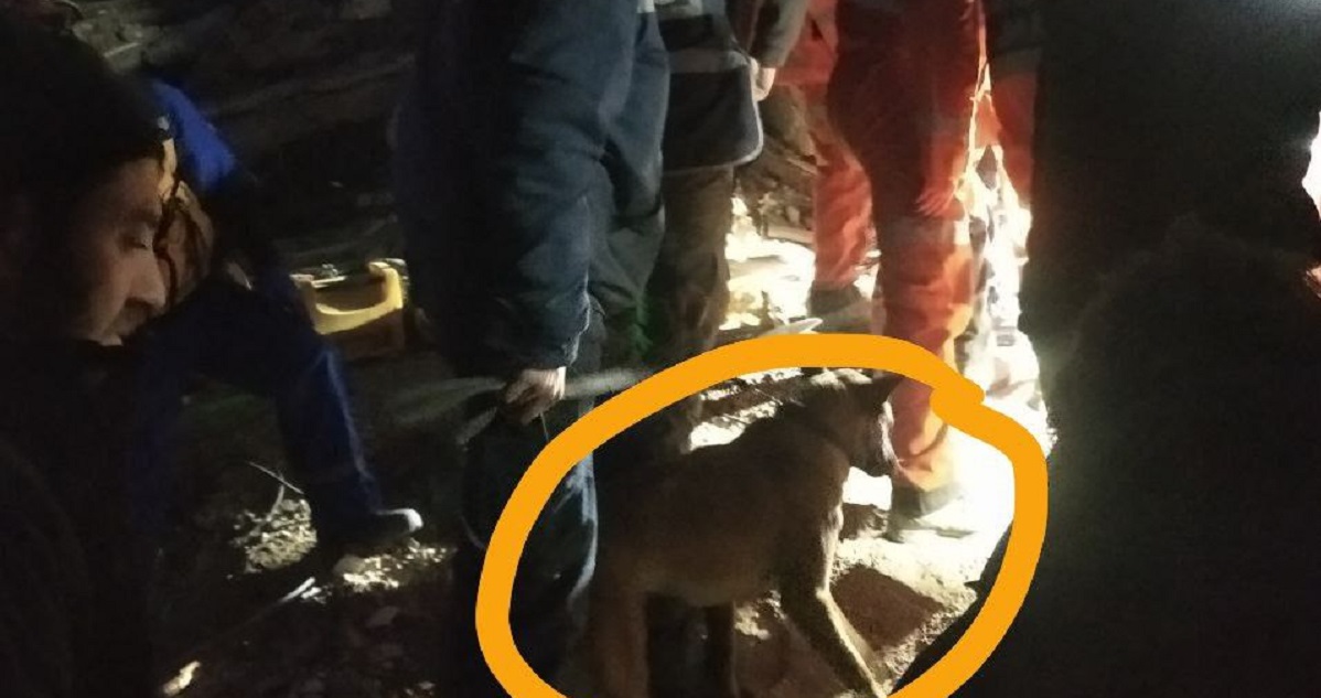160 часов спустя: поисковая собака из Узбекистана нашла двух выживших под завалами в Турции