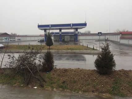 В Ташкенте напротив заправки срубили ели