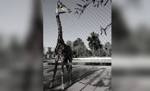 В зоопарке Ферганы аномальные морозы убили жирафа Максима