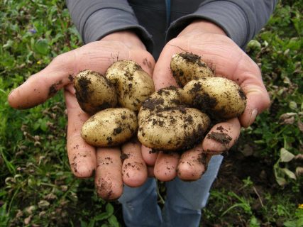 Урожай раннего картофеля может задержаться