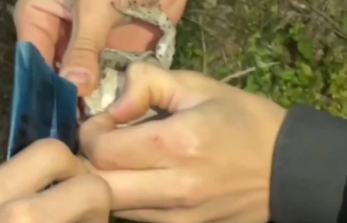 В Карши парни накормили лягушку насваем — видео