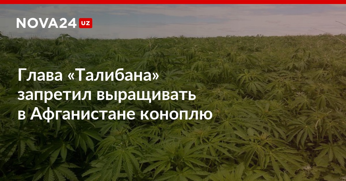 Выращивание конопли запрещено в россии какой водой поливать марихуану