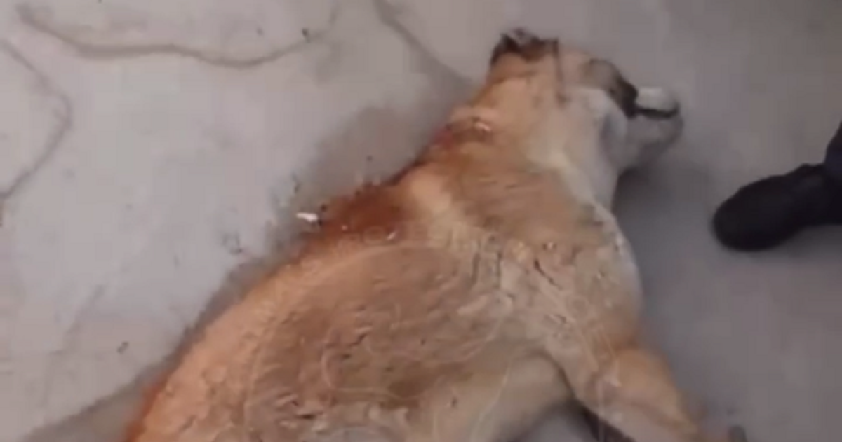 В Навои женщина обвинила соседа в убийстве собаки — видео