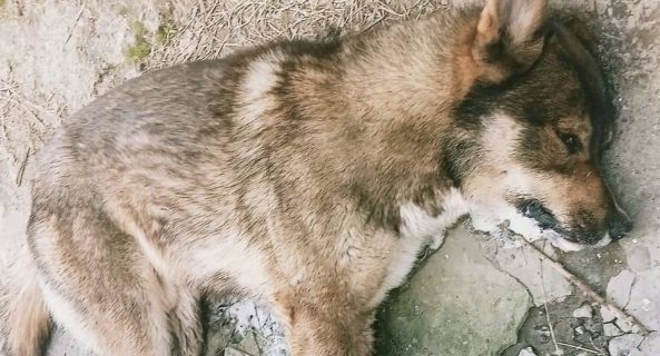 «Везде мертвые животные»: в Бахте массово отравили собак и кошек