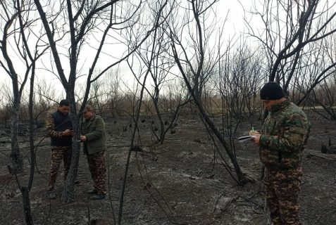В Сырдарье сгорели сотни деревьев